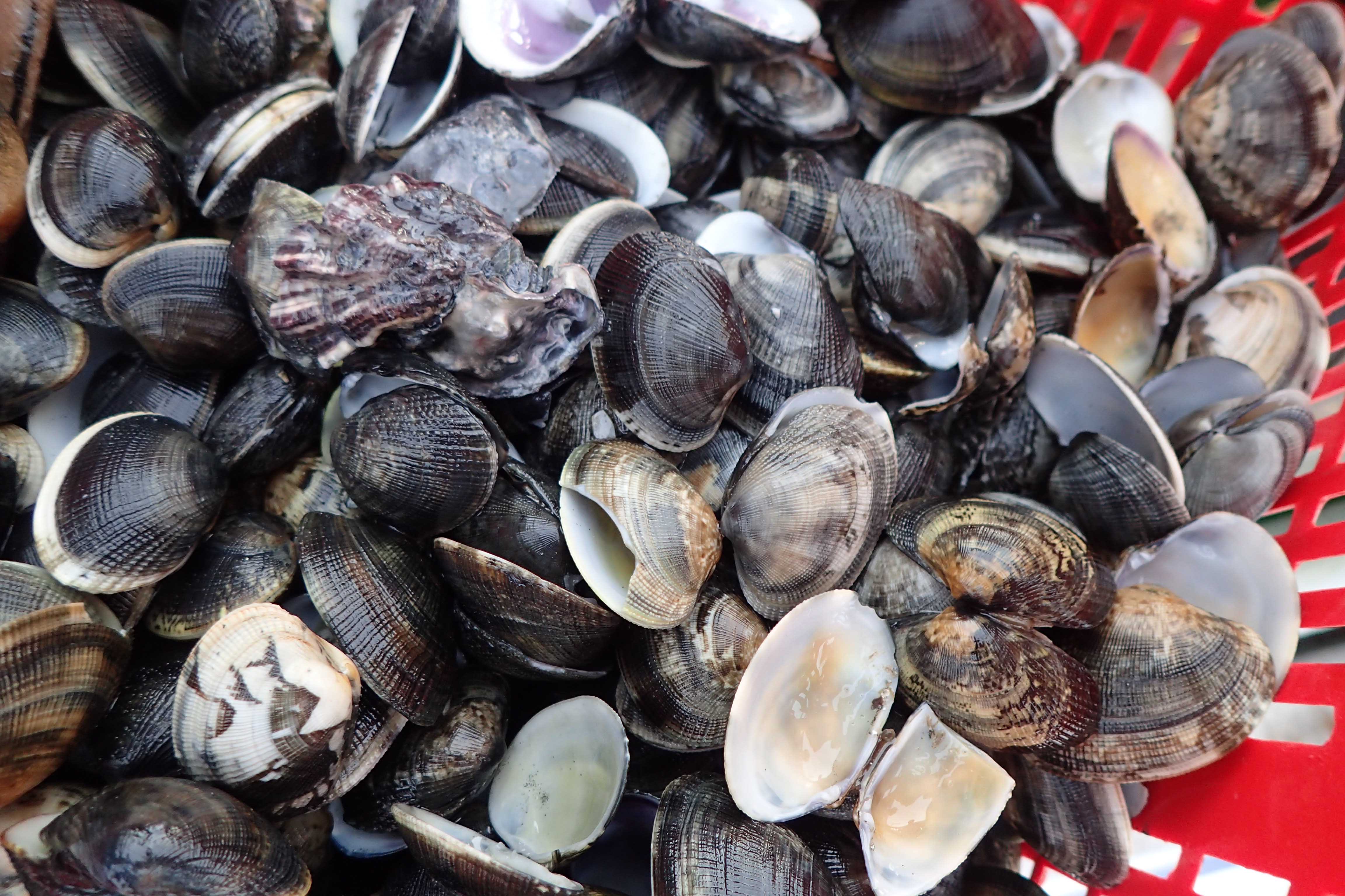 Vongole dell'area del Polesine