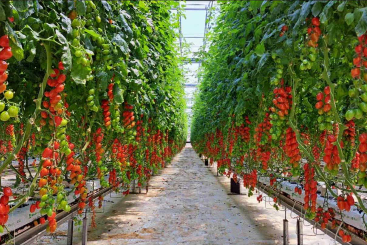 Piantagione di pomodori