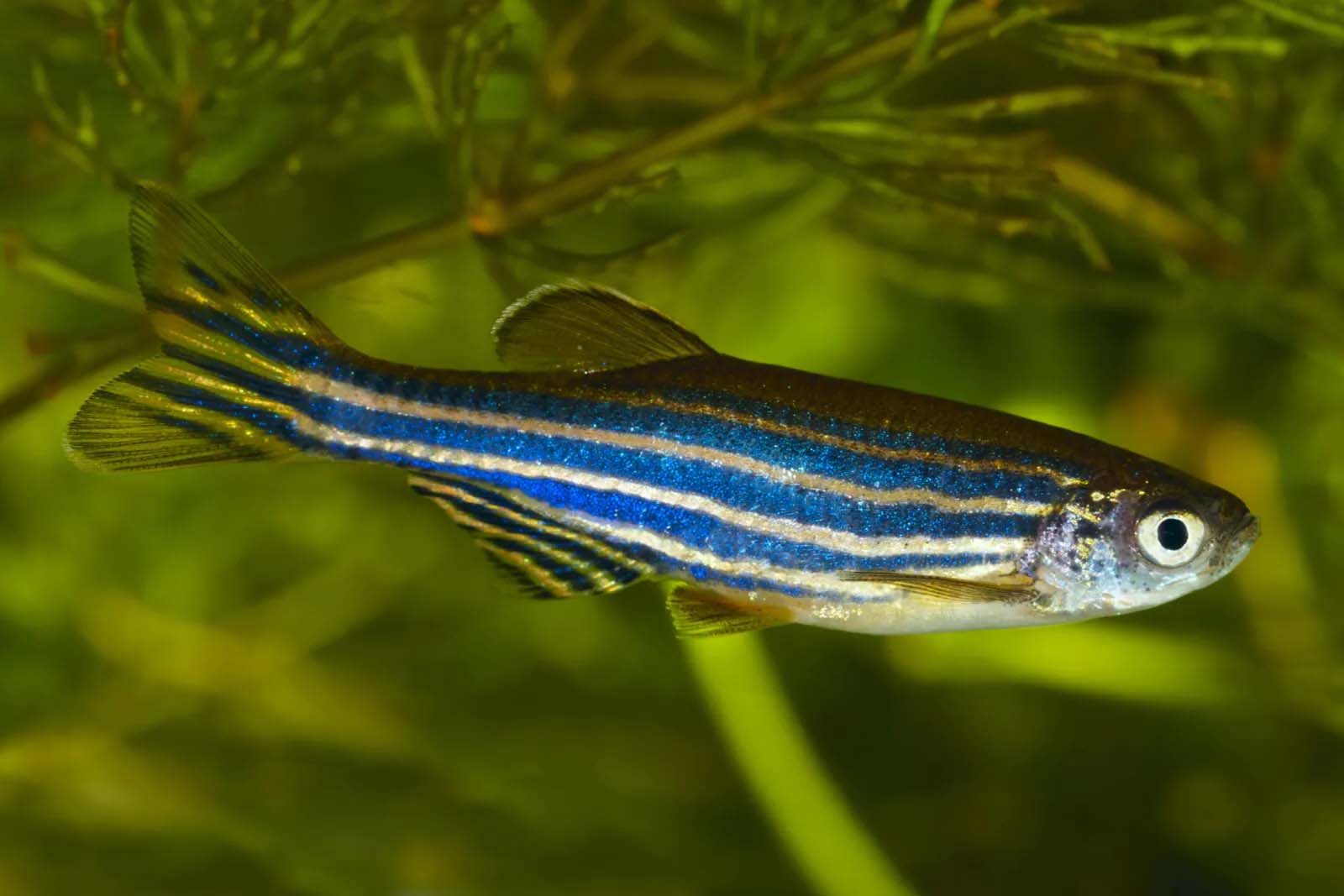 Zebra danios (Danio rerio) © isoft—E+/Getty Images