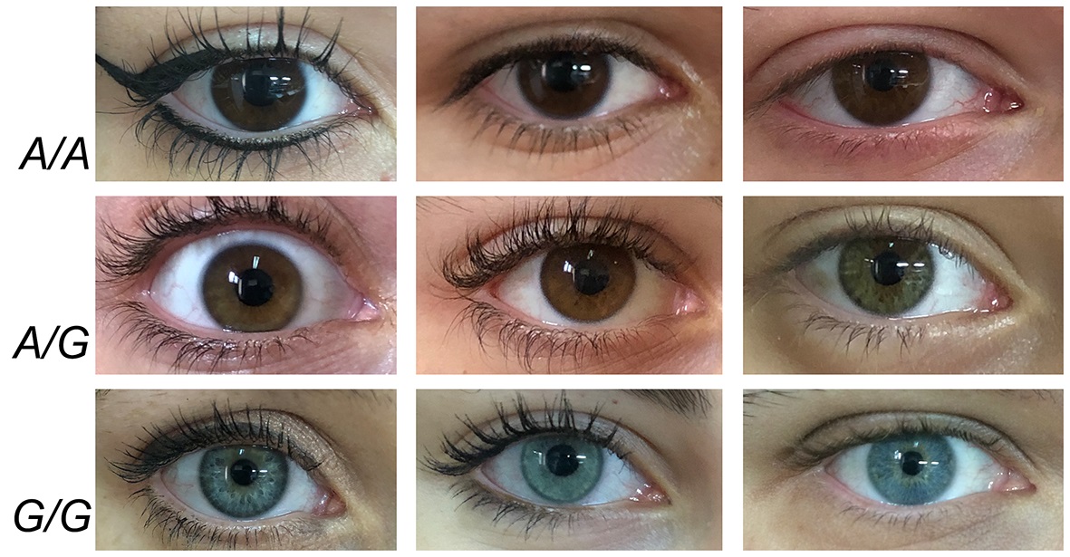 colore degli occhi