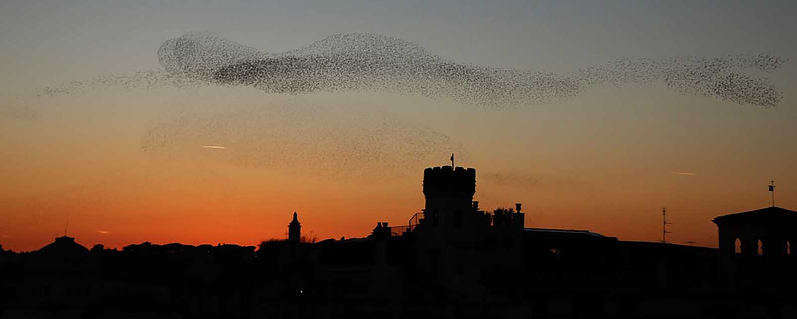 Formazione spontanea di stormi di uccelli, tipico effetto di sistema complesso