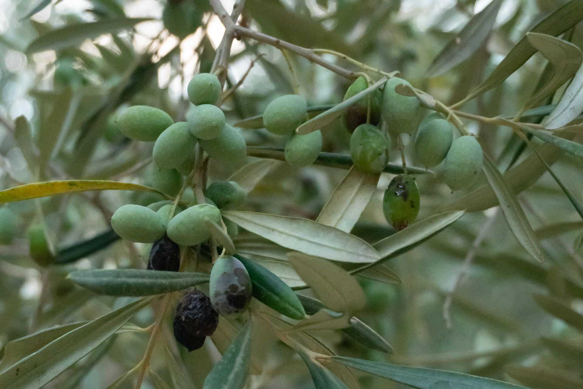 Un ramoscello di ulivo