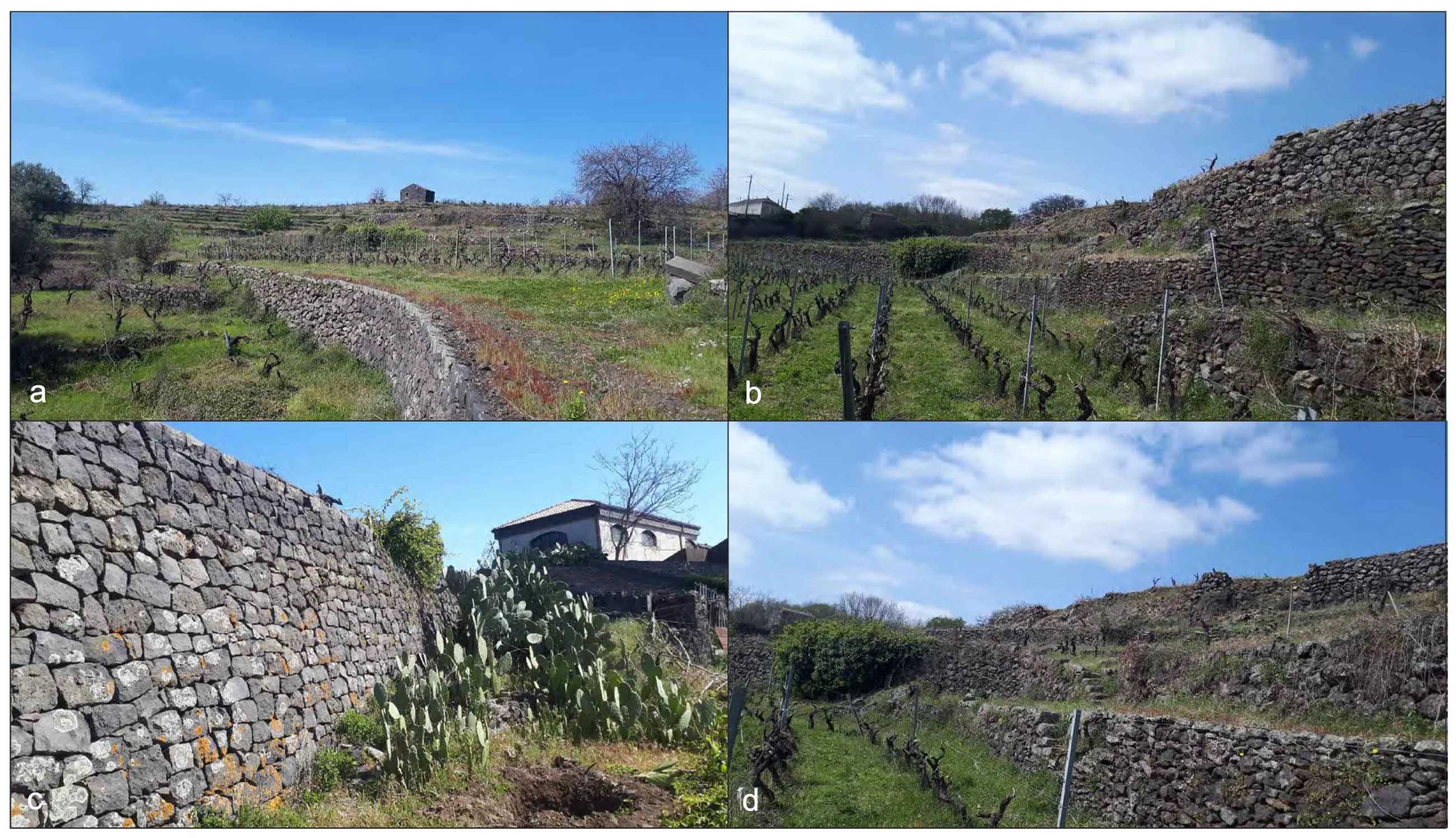 Tipici paesaggi terrazzati dell'Etna, plasmati da secoli di agricoltura tradizionale e caratterizzati da muri a secco riconosciuti dall'Unesco come patrimonio culturale immateriale (foto G. Fresta)