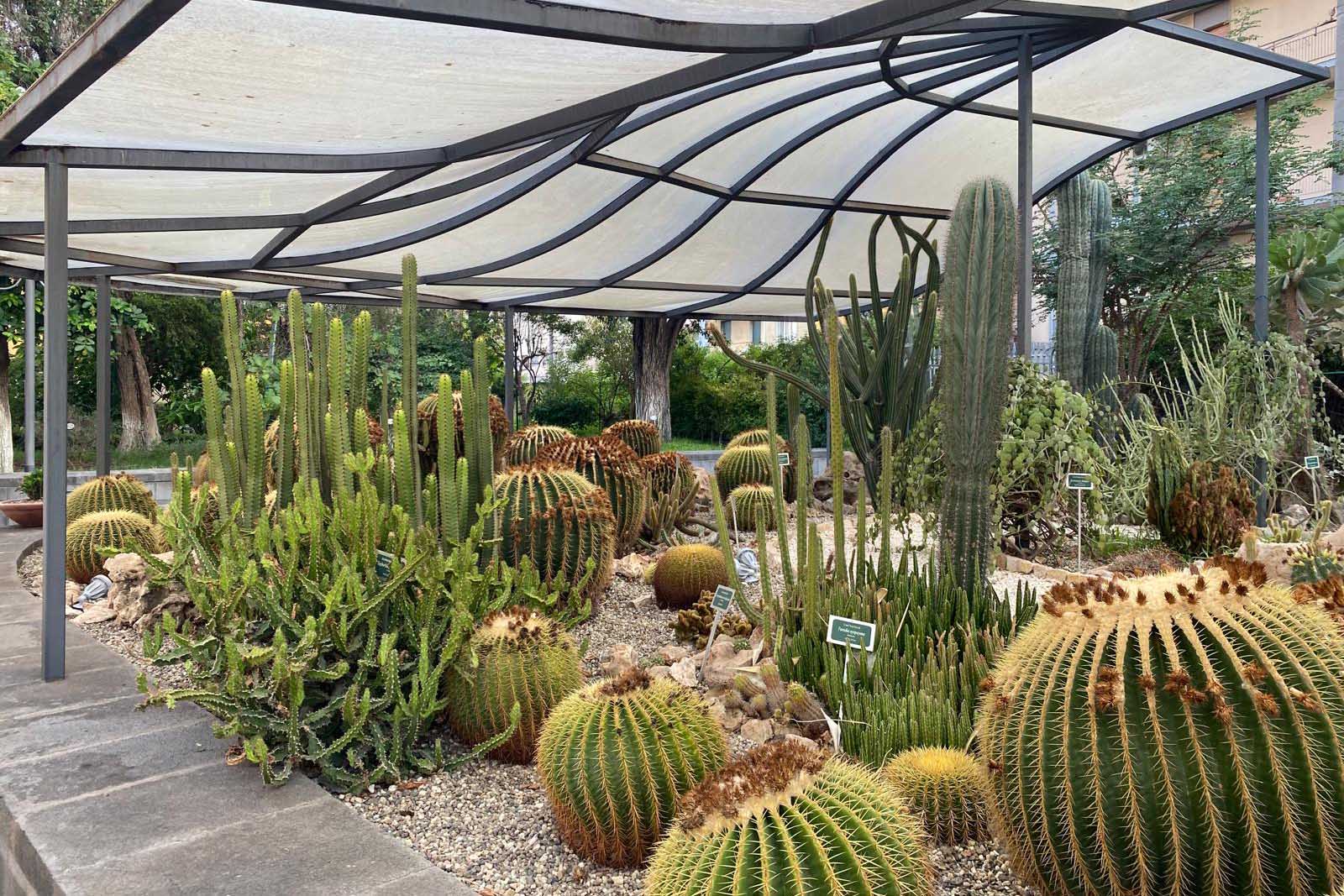 Alcune piante grasse presenti all'Orto Botanico