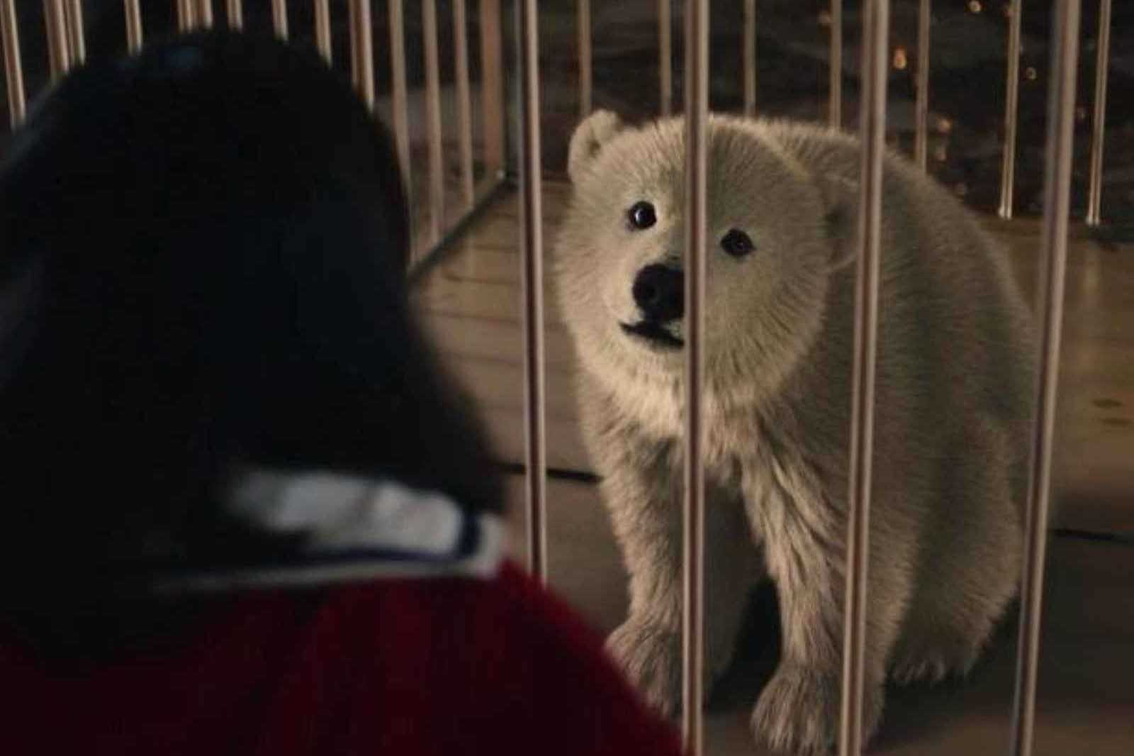 L'orso polare