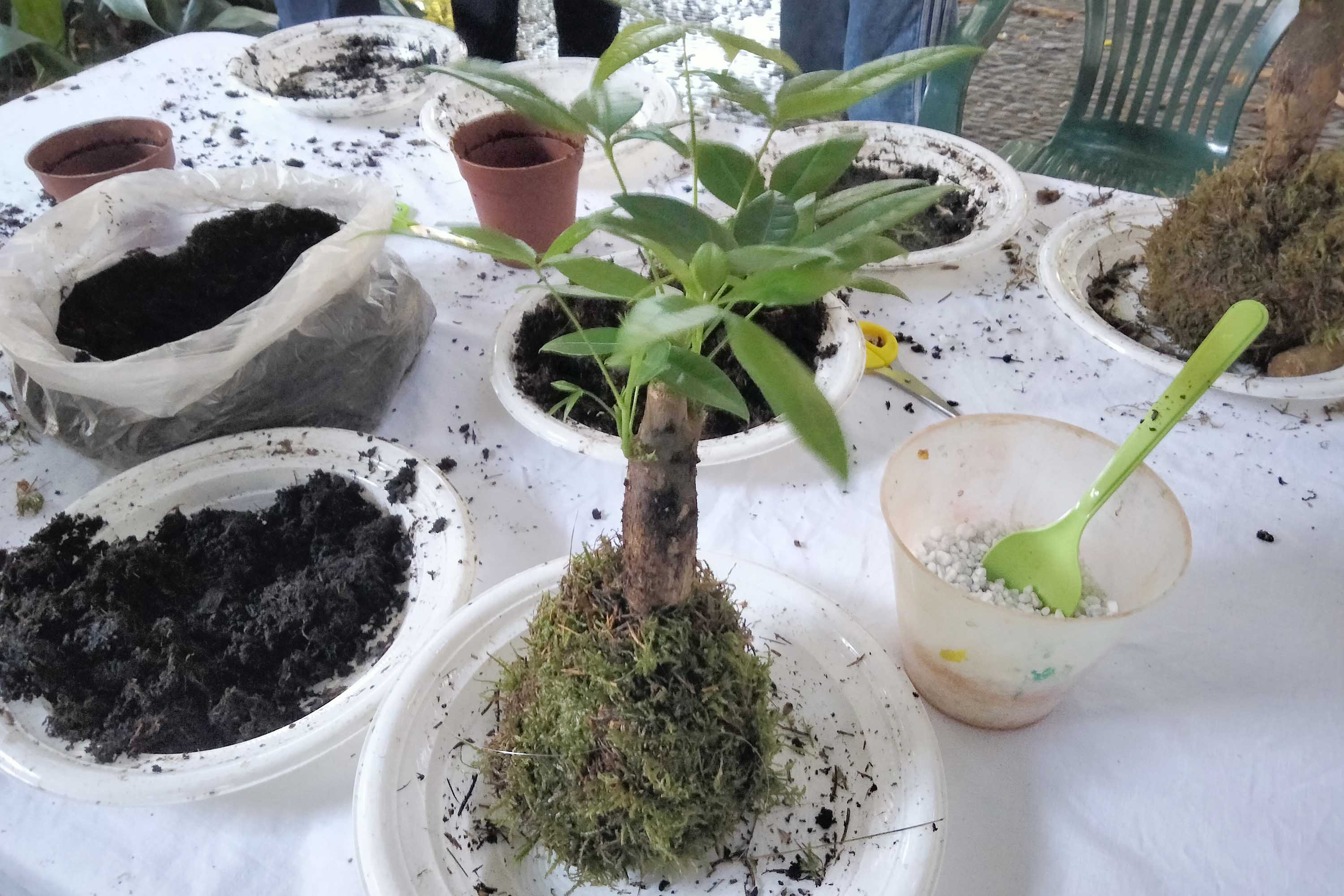 Un Kokedama