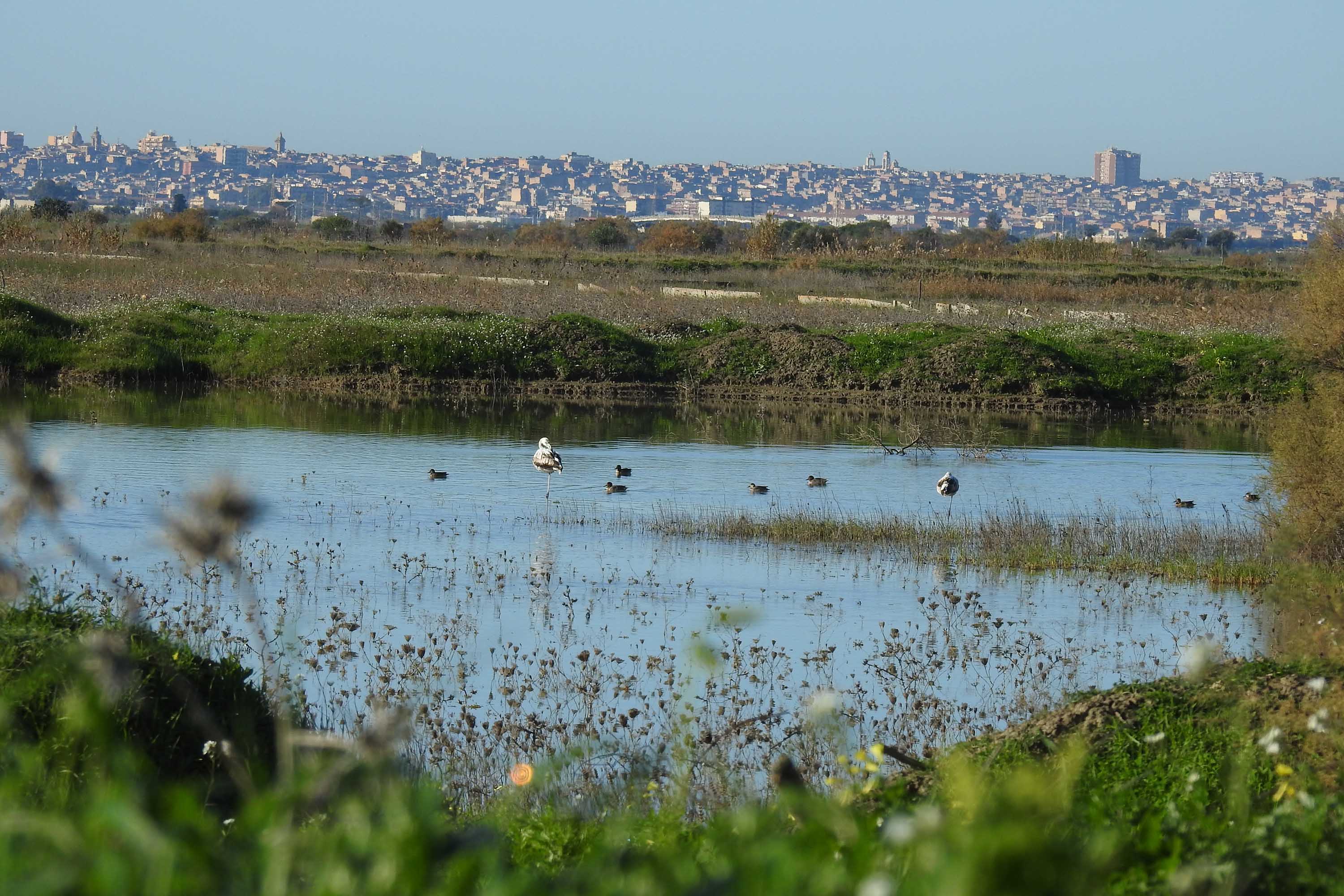 Uccelli migratori nelle aree umide Geloi wetland con vista su Gela (foto di Davide Pepi)