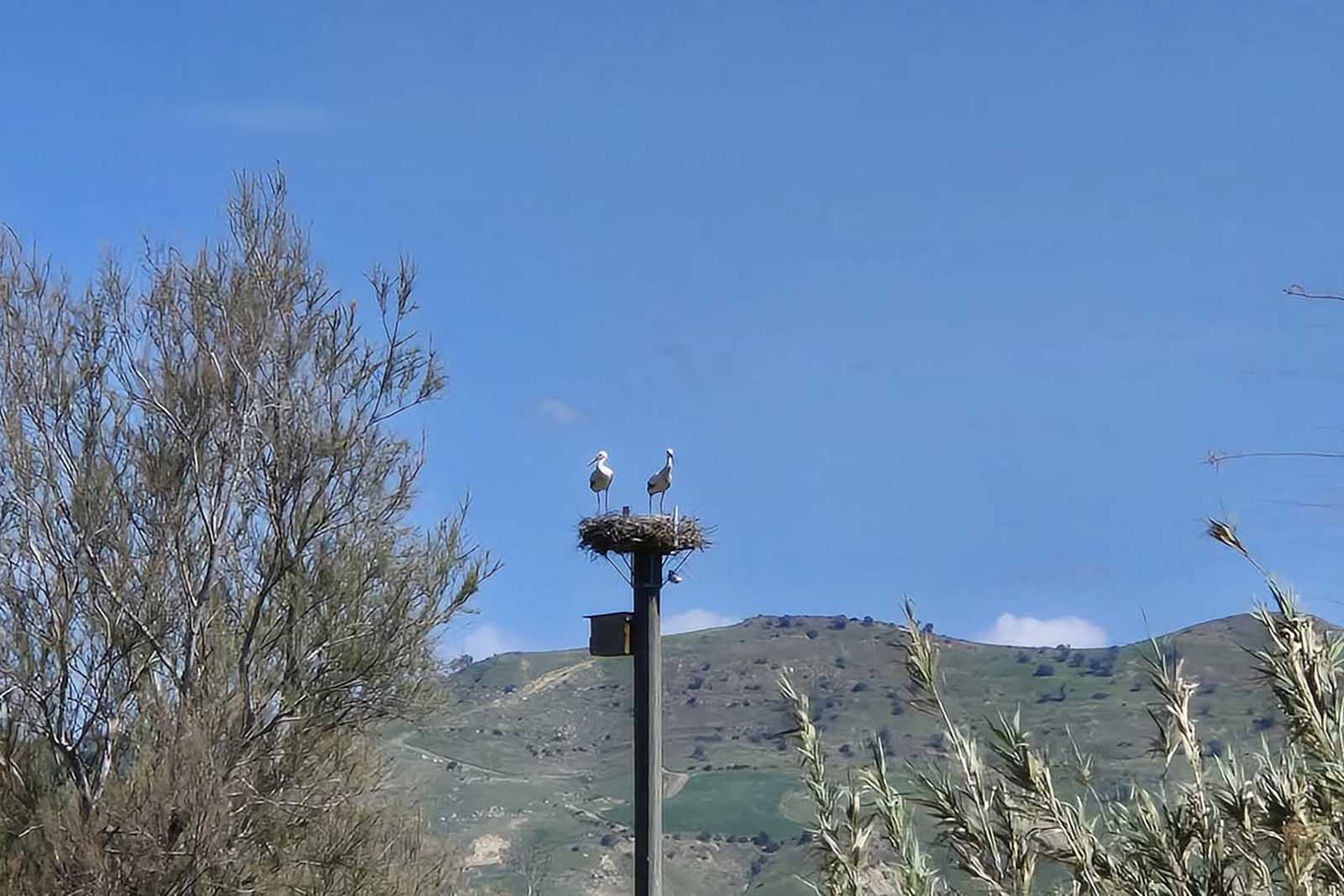 Cicogne in un nido di legno