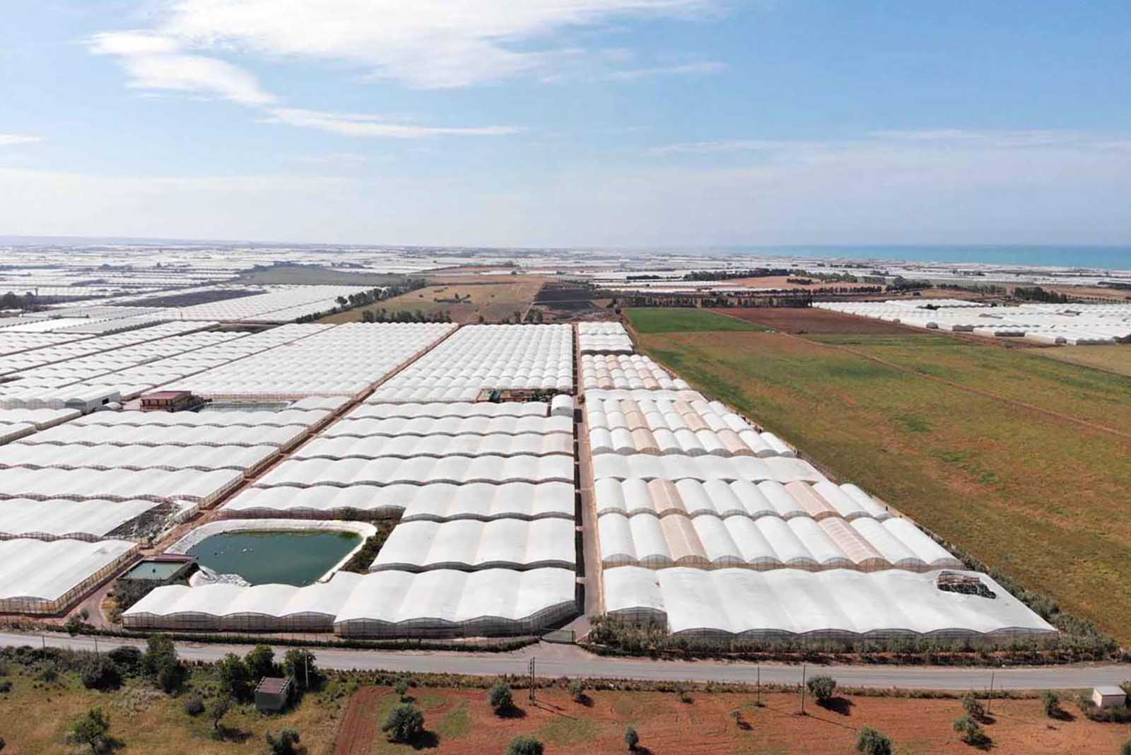 Piantagioni agricole