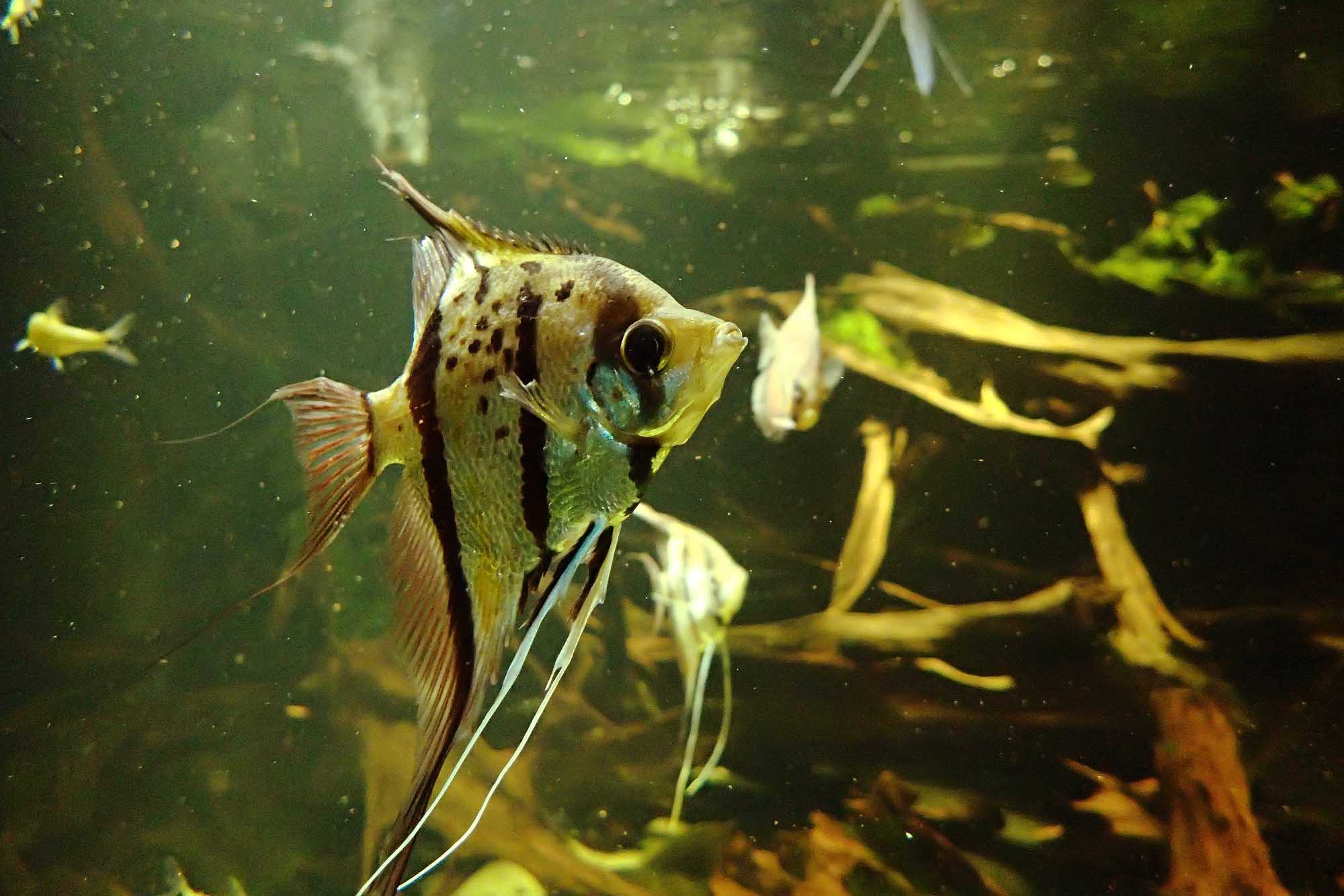 Pterophyllum scalare, un ciclide comunemente tenuto in acquario e chiamato spesso “scalare”, qui fotografato all’Acquario di Berlino (foto di Carmelo Fruciano)