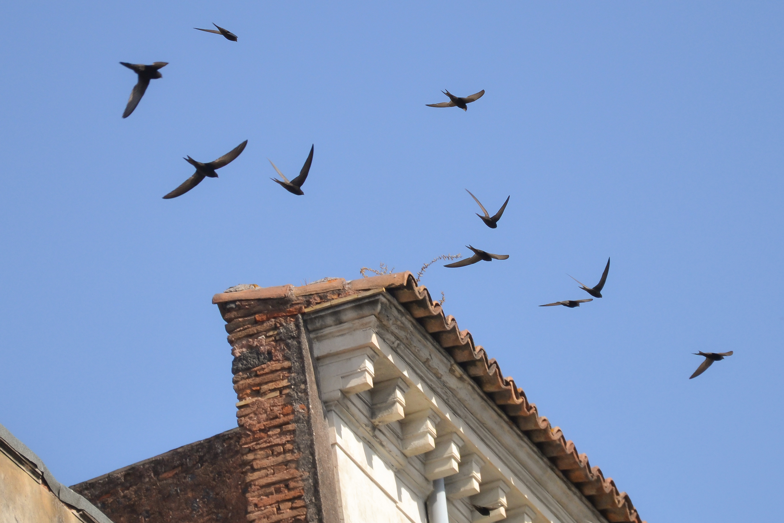 Alcuni esemplari di rondini che volano sopra i tetti di Catania