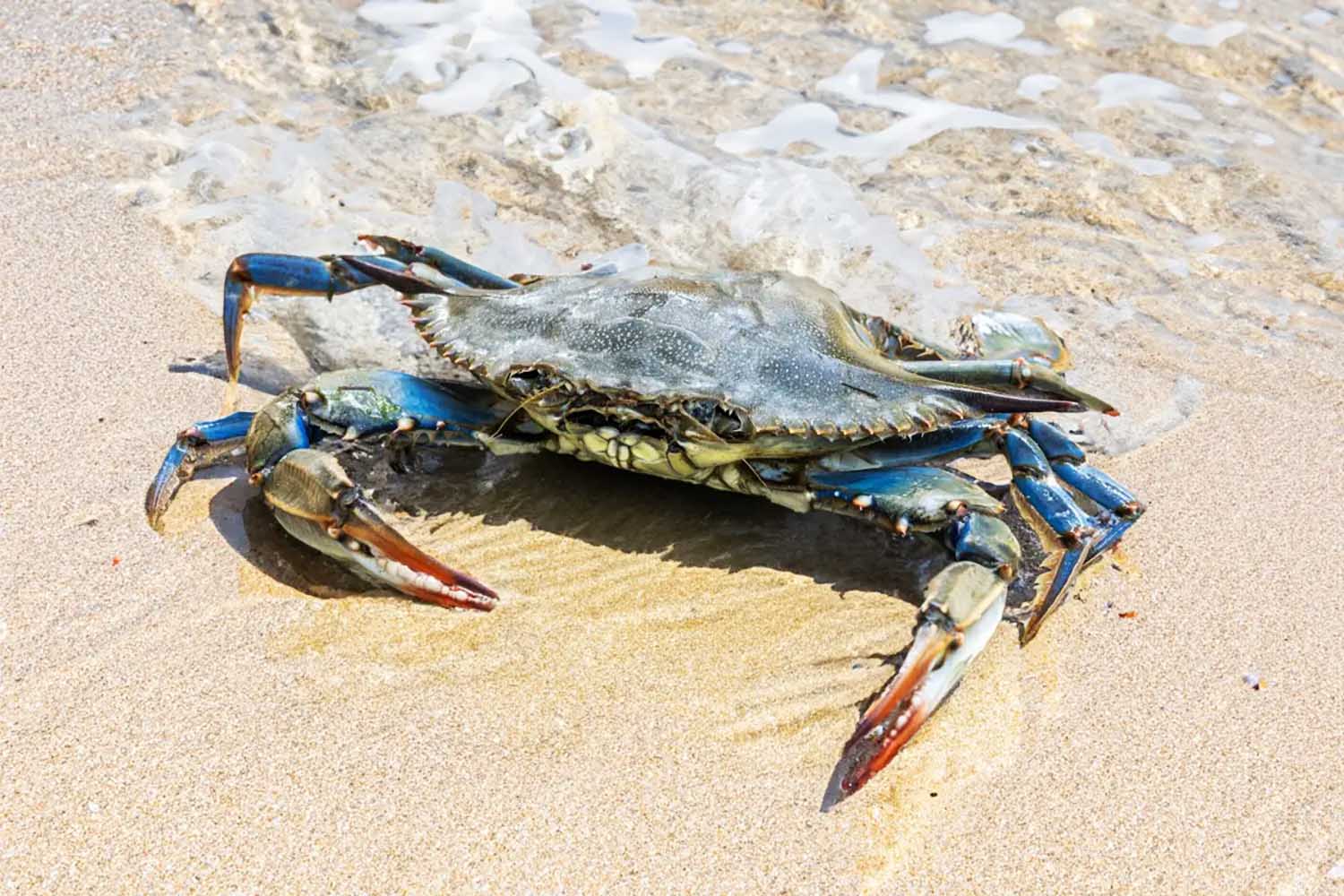 Un esemplare di Granchio Reale Blu che sta invadendo i mari e le coste siciliane