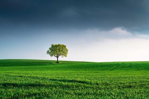 Ambiente albero