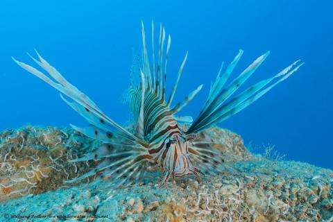 Pesce scorpione (foto di Wolfgang Poelzer)