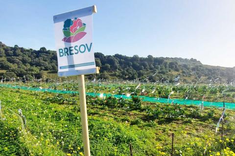 Progetto Bresov