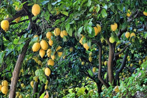 albero di limoni