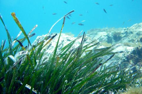 Posidonia oceanica (foto di Fabrizio Frixa)