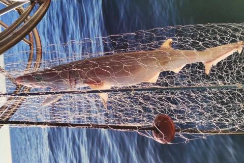 Un esemplare di Notidano Cinereo (Heptranchias perlo) accidentalmente catturato da un pescatore aderente al progetto AlienFish