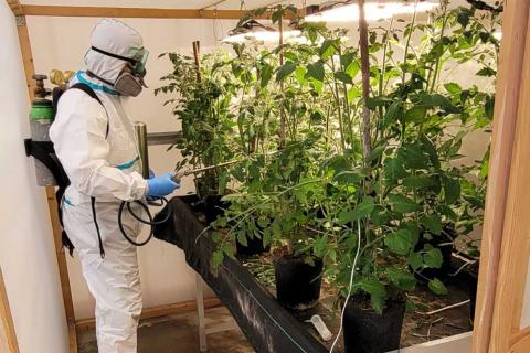Prove sperimentali di controllo di insetti vettori di virus con insetticidi innovativi di origine naturale nell'ambito del progetto Virtigation