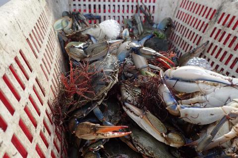 Specie aliene pescate lungo le coste siciliane