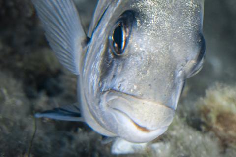 Sarago (foto di Michele Solca)