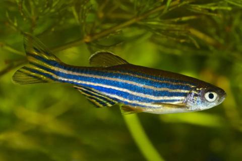 Zebra danios (Danio rerio) © isoft—E+/Getty Images
