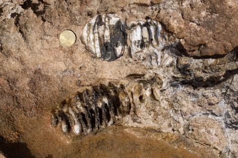 Molari di esemplare di Paleoloxodon mnaidriensis (foto Salvo Costanzo)