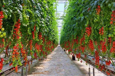 Piantagione di pomodoro