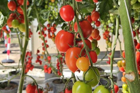 produzione da agrifotovoltaico