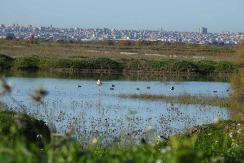 Uccelli migratori nelle aree umide Geloi wetland con vista su Gela (foto di Davide Pepi)