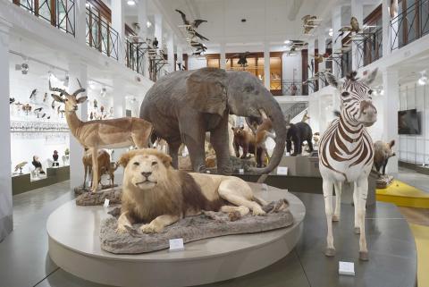 Museo di Zoologia