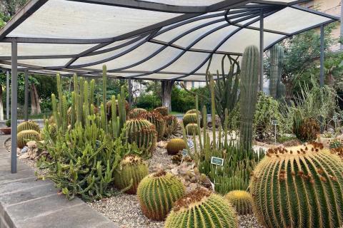 Alcune piante grasse presenti all'Orto Botanico