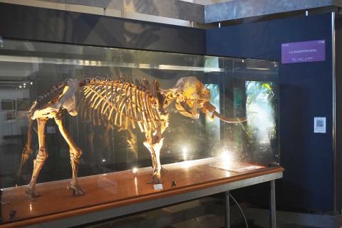 Scheletro dell'elefante nano