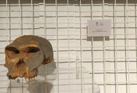 Homo Abilis