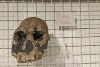Homo Rudolfensis