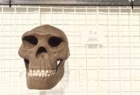 Homo Erectus