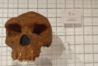 Homo Heidelbergensis