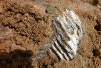 Molare di esemplare di Paleoloxodon mnaidriensis (foto Rossana Sanfilippo)