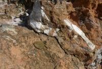 Resti ossei di di esemplare di Paleoloxodon mnaidriensis (foto di Rossana Sanfilippo)