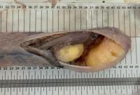 Ovario di Zigrino (Dalatias licha) con embrioni in formazione. Si tratta di un’altra specie di squalo di profondità.