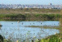Riserva Geloi Wetland - Piana di Gela