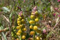 Leopoldia gussonei