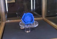 La rosa di Matteo Peducci