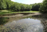 Lago di Sollazzo Verde sui Nebrodi
