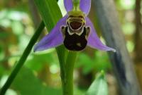 Ophrys apifera