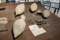Marsala, Museo Museo Archeologico Regionale "Lilibeo" Baglio Anselmi: alcuni dei materiali rinvenuti all’interno del relitto della grande Nave Punica (III sec. a.C.)
