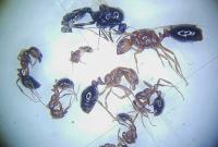 Solenopsis invicta regina, maschio e operaie di varie dimensioni (foto Antonio Alicata)