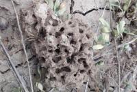 Un nido della specie aliena invasiva Solenopsis invicta (foto Antonio Alicata)