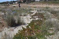 Fico degli Ottentotti (foto Pietro Minissale)