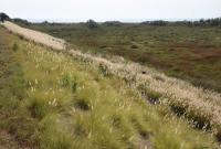 Pennisetum setaceum (foto Pietro Minissale)